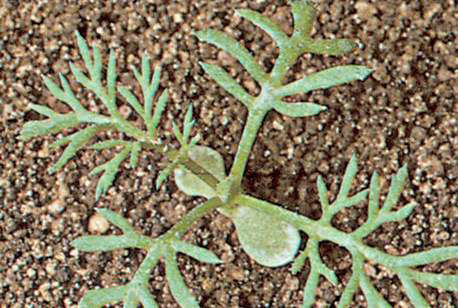 Stinking Mayweed